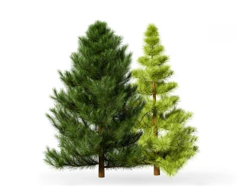 Rośliny iglaste Rośliny iglaste