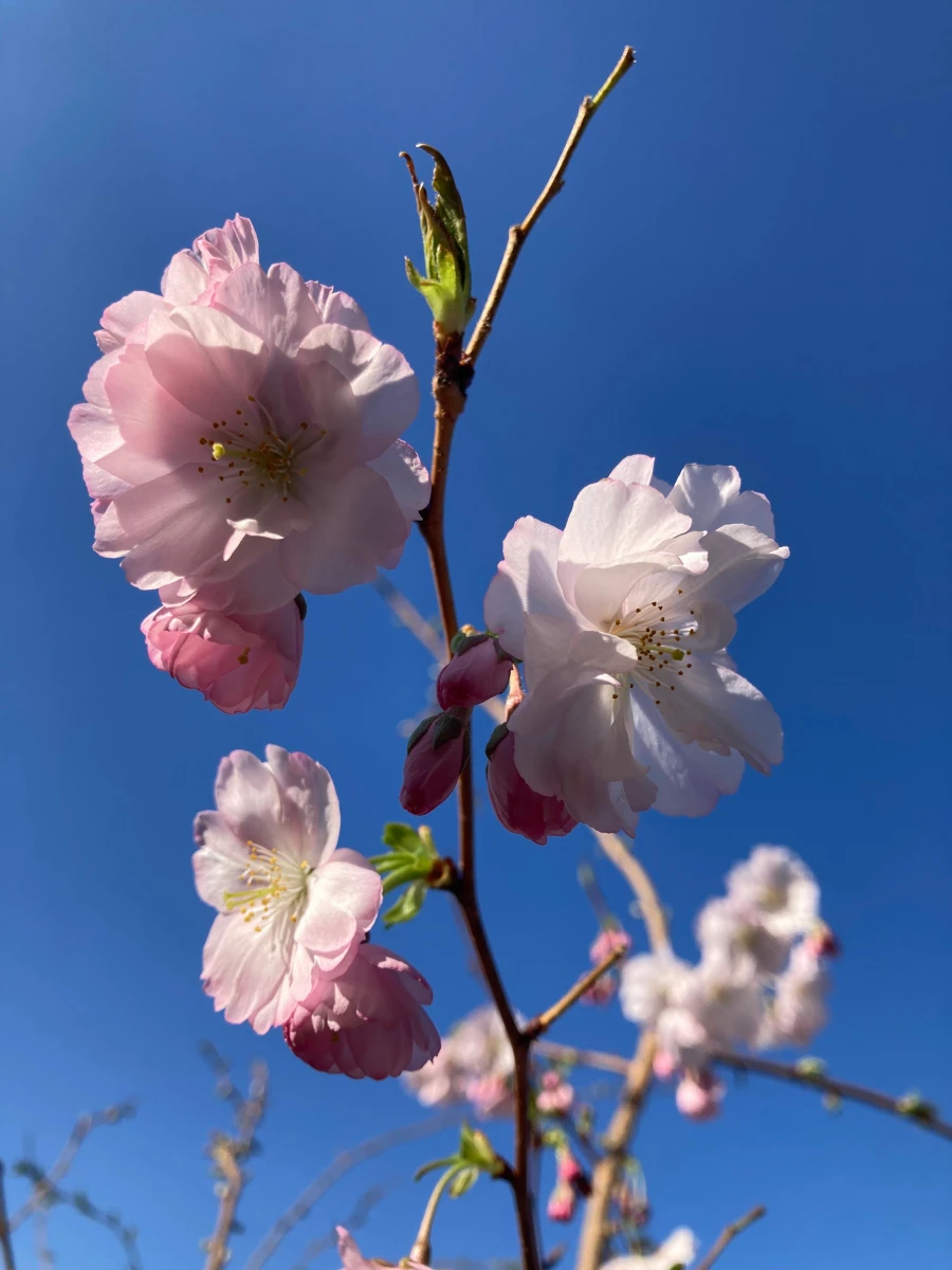 A wiosna przyszła pieszo