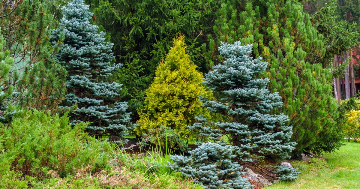 Rośliny iglaste ozdobne