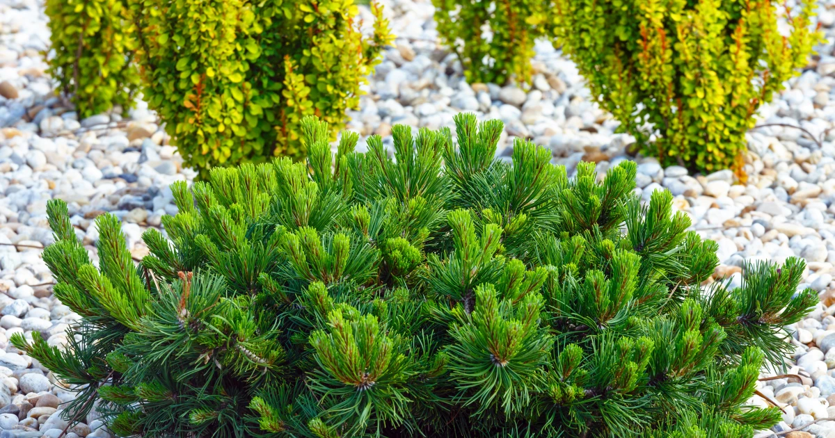 Zastosowanie iglaków w ogrodzie
