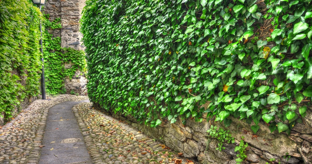 Pnącza w ogrodzie: Jak je pielęgnować i które wybrać?