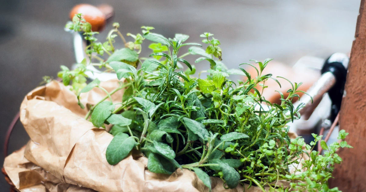 Popularne zioła do uprawy w ogrodzie