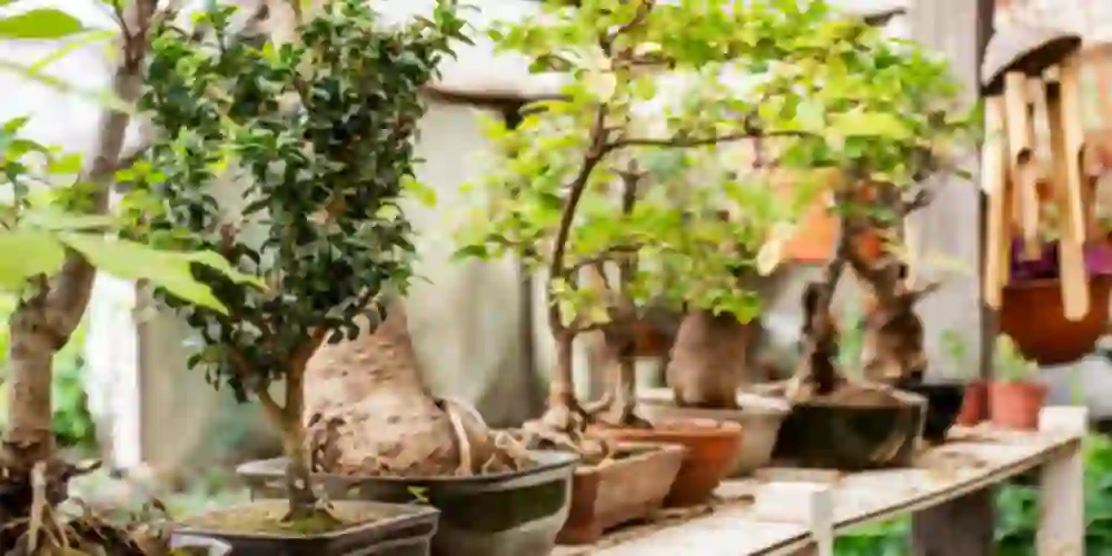 Drzewka bonsai