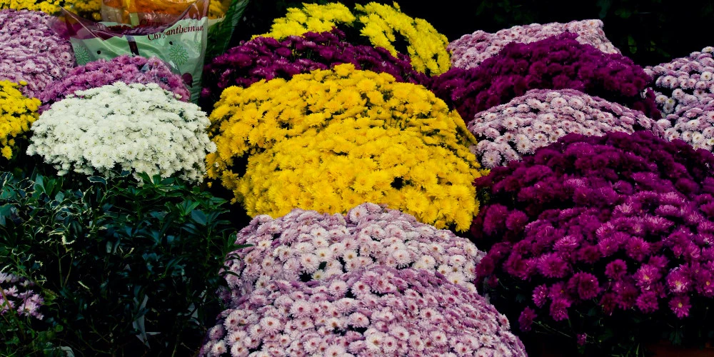 Chryzantemy – Symbol Polskiego Dnia Zmarłych