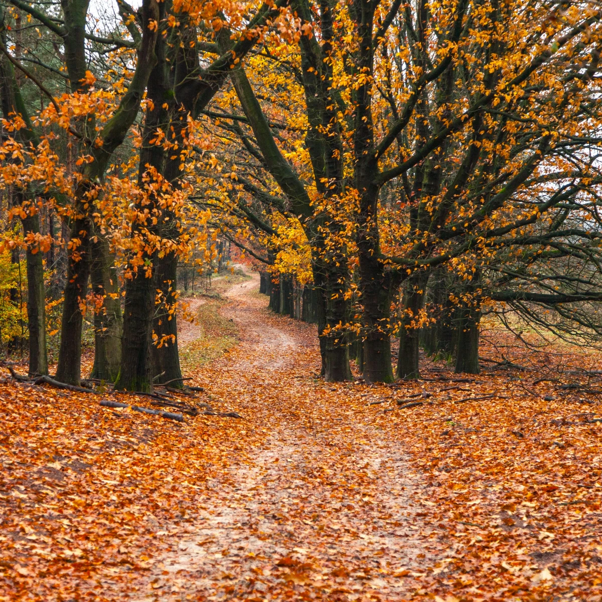 Czy usuwać jesienią suche liście z ogrodu? Otóż i tak i nie…