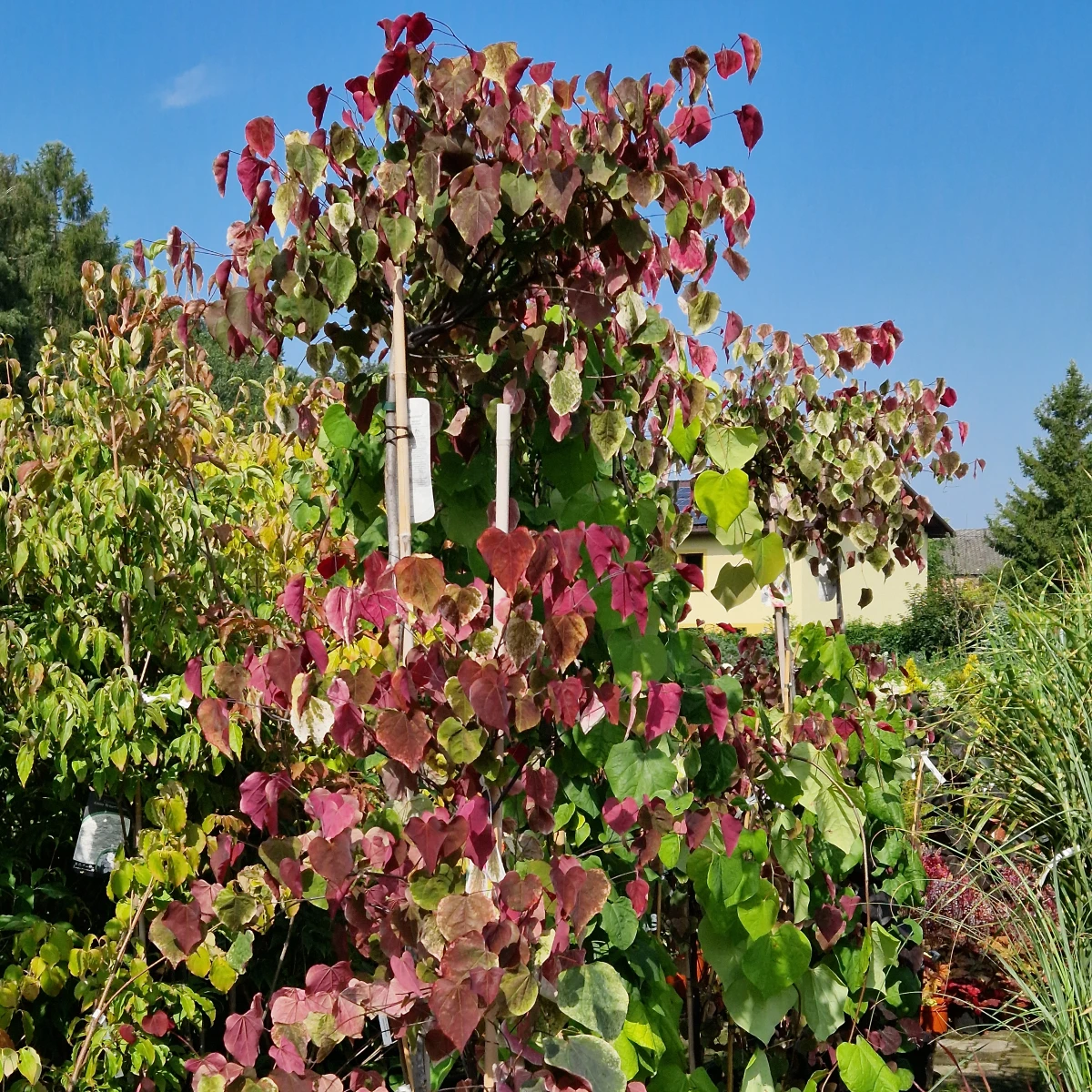 Cercis canadensis - Judaszowiec