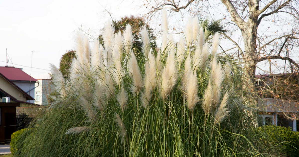 Najpopularniejsze gatunki traw ozdobnych