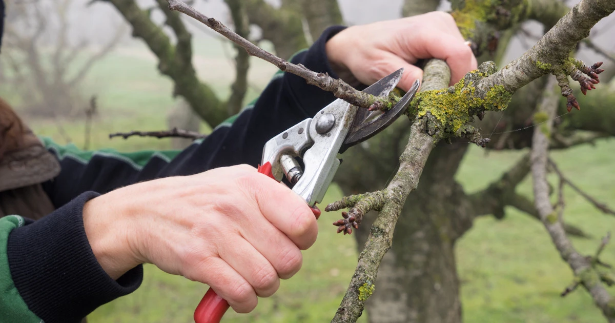 Planowanie i analiza ogrodu - prace przed nowym sezonem