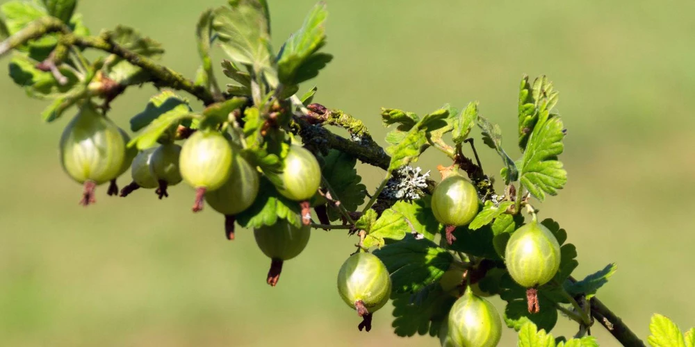 Jak przygotować krzewy owocowe do zimowania?