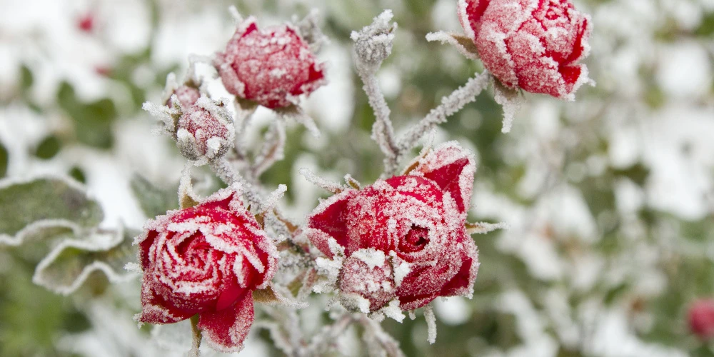 Jak prawidłowo okryć krzewy ozdobne przed mrozem?