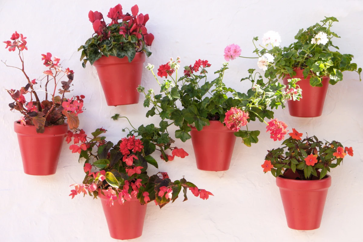 Jak przygotować zimujące w domu rośliny balkonowe i rabatowe w styczniu przed nadchodzącym sezonem wiosennym