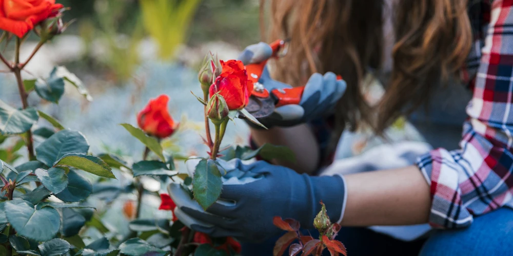 Wiosenne cięcie krzewów: Kiedy i jak przycinać róże i hortensje w beskidzkim klimacie?