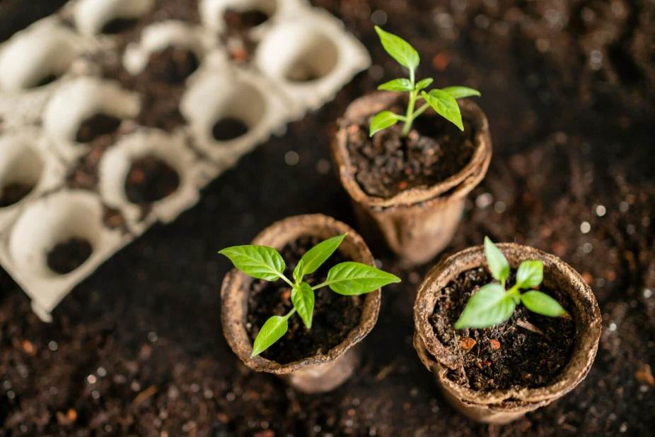 Co sadzić i siać w kwietniu - poradnik ogrodniczy i dla dzialkowców