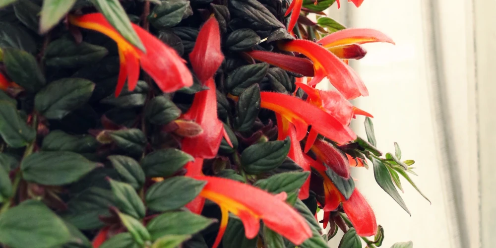 Rośliny pnące ozdobne - pnącza