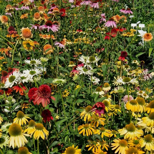 129