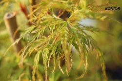  - Acer palmatum - klon palmowy 