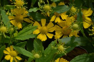  - Helenium autumnale - Hay Day Yellow