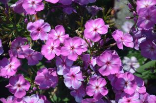  - Phlox paniculata - Flatscreen Lilac