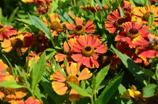  - Helenium autumnale - Hay Day Red Bicolor